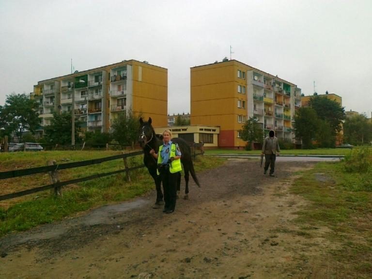 Pościg za koniem. Taranował samochody