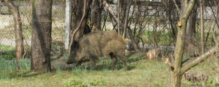 Śmiertelny wypadek na DK88. Potrącił dzika