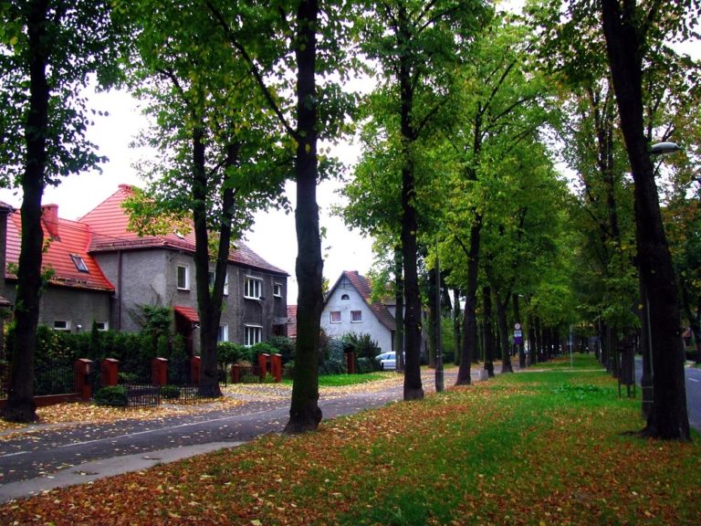 Nie będzie wycinki lip? Zostaną wpisane do rejestru zabytków