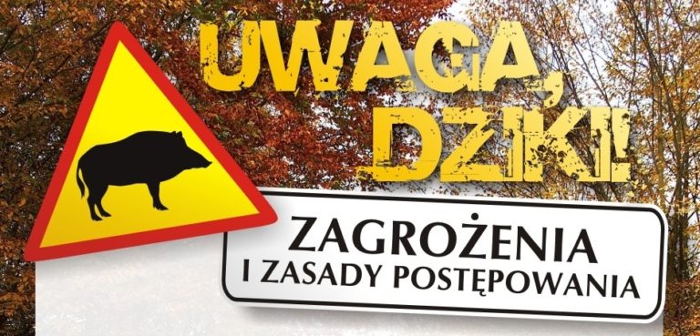 Dziki na ulicach. Co robić gdy spotkamy zwierzę