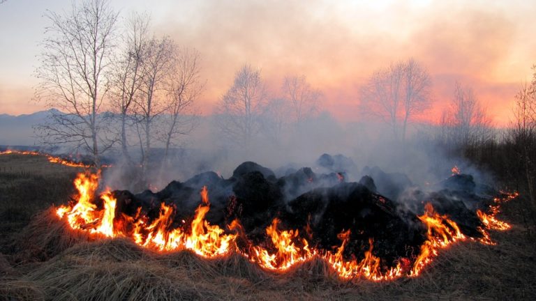 Przez ludzką głupotę w pożarach traw giną tysiące zwierząt!