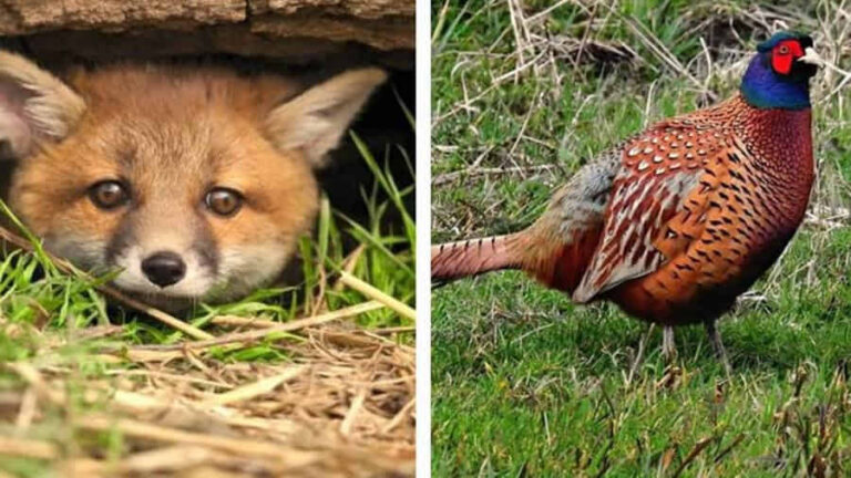 Lisy zabiły ponad 25 ptaków ozdobnych. Zoo prosi o pomoc