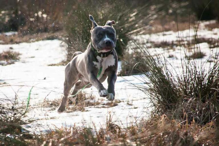 Agresywny amstaff uciekł przez okno i terroryzował inne psy